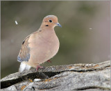 Mourning Dove