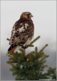 Red-tailed Hawk Hunting 177