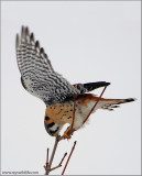 American Kestrel wiping up after Dinner 47