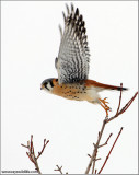 American Kestrel Lift Off 49