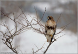 Red-tailed Hawk Hunting 178