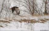 Red-tailed Hawk Hunting 182