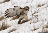 Red-tailed Hawk missed the Catch! 185
