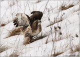 Red-tailed Hawk Lift-off 186