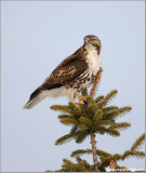 Red-tailed Hawk Hunting 187