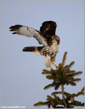 Red-tailed Hawk Lift-off 188