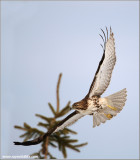 Red-tailed Hawk in Flight 190