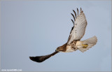 Red-tailed Hawk in Flight 192