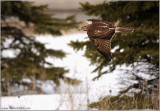 Red-tailed Hawk in Flight (e) 193