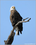 Bald Eagle 54