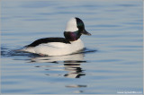 Buffleheads 19