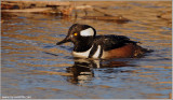 Hooded Merganser 9