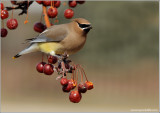 Cedar Waxwing 23