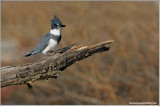 Belted Kingfisher 25