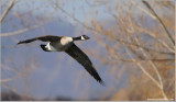 Canada Goose in Flight 16