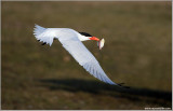 Caspian Tern with Dinner