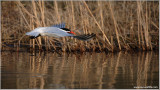 Caspian Tern with Dinner