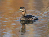 Pied-billed Grebe 5