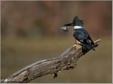 Belted Kingfisher with Breakfast 26