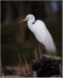 Great White Egret Resting 44