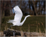 Great White Egret in Flight 45