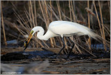 Great White Egret with Dinner 47