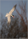 Caspian Tern  Hunting