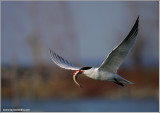 Caspian Tern with Speared Dinner 2