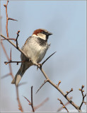 House Sparrow