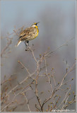 Eastern Meadowlark 1