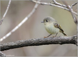 Ruby Crowned Kinglet (I think) 2