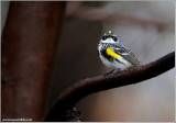 Yellow-rumped Warbler 6