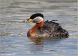 Red-necked Grebe 46