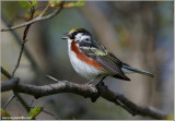 Chestnut-sided Warbler 4