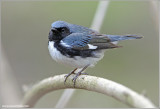 Black-throated Blue Warbler 2
