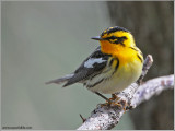 Blackburnian Warbler 1