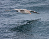Northern Giant Petrel, aged adult