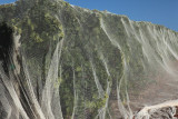 Vasse Felix vines