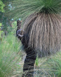 Giant Black Boy Grass Tree - Xanthorrhoea Australis