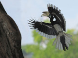 Approaching nest, fruit in beak