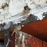 Jampa Lhakhang sparrows