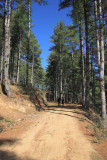 Blue pine forest walk