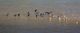 Great Cormorants (and Ruddy Shelduck)