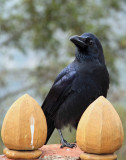 Large-billed Crow