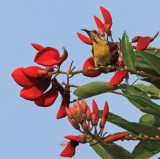 Olive-backed Sunbird, male eclipse