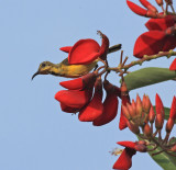 Olive-backed Sunbird, male eclipse