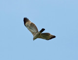 Changeable Hawk Eagle