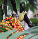 Pink-necked Green Pigeon, female