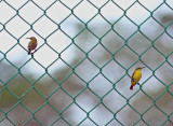 Olive-backed Sunbirds