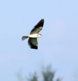 Black-winged Kite, juvenile